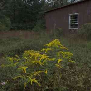 Wrinkleleaf goldenrod(Solidago rugosa)