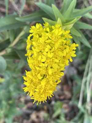 Seaside goldenrod(Solidago sempervirens)