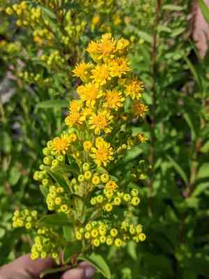 Seaside goldenrod(Solidago sempervirens)