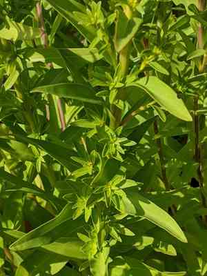 Seaside goldenrod(Solidago sempervirens)