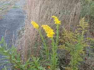 Seaside goldenrod(Solidago sempervirens)