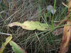 Seaside goldenrod(Solidago sempervirens)