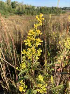 Showy goldenrod(Solidago speciosa)
