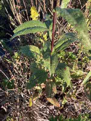 Showy goldenrod(Solidago speciosa)