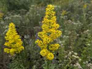 Showy goldenrod(Solidago speciosa)