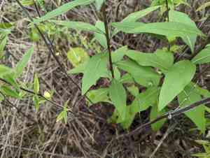 Showy goldenrod(Solidago speciosa)