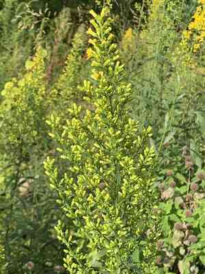 Showy goldenrod(Solidago speciosa)