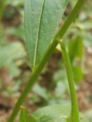 Elmleaf Goldenrod(Solidago ulmifolia)