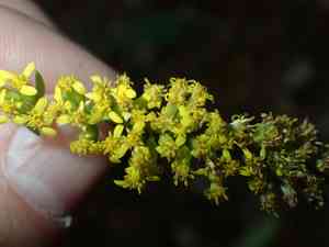 Elmleaf Goldenrod(Solidago ulmifolia)