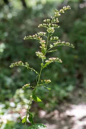 Elmleaf Goldenrod(Solidago ulmifolia)