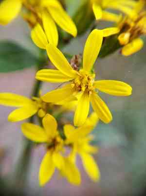 Goldenrod(Solidago virgaurea)