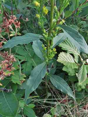 Goldenrod(Solidago virgaurea)