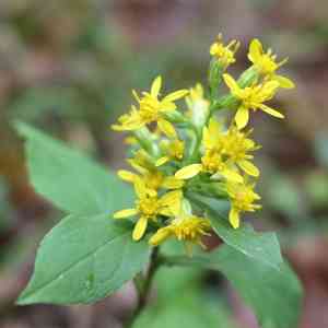 Goldenrod(Solidago virgaurea)