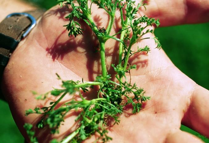 Field burrweed