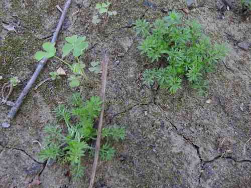 Field burrweed(Soliva sessilis)