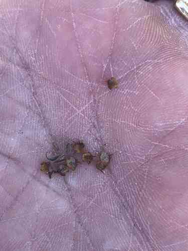 Field burrweed(Soliva sessilis)