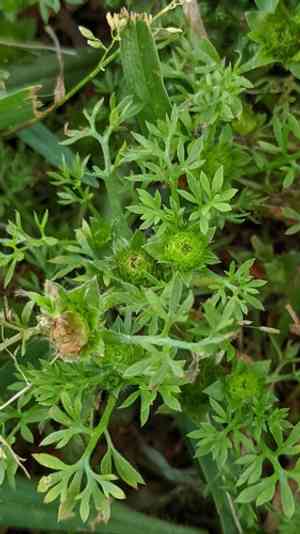 Field burrweed(Soliva sessilis)