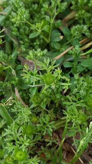 Field burrweed(Soliva sessilis)