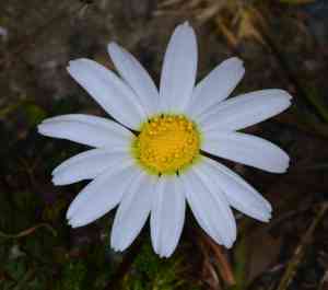 Field burrweed(Soliva sessilis)