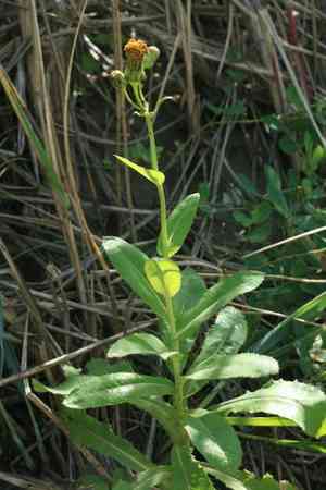 Sonchus brachyotus(Sonchus brachyotus)