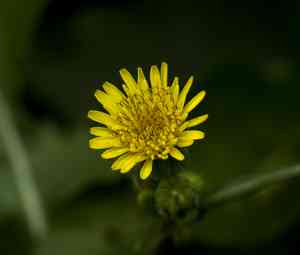 Common sowthistle(Sonchus oleraceus)