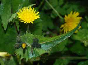Common sowthistle(Sonchus oleraceus)