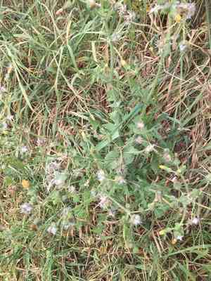 Common sowthistle(Sonchus oleraceus)