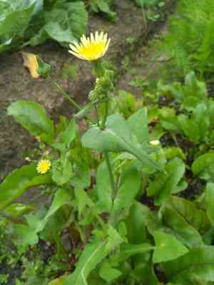 Common sowthistle(Sonchus oleraceus)