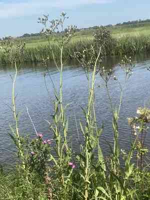 Marsh sow-thistle(Sonchus palustris)