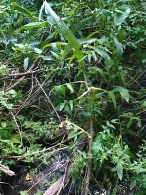 Marsh sow-thistle(Sonchus palustris)