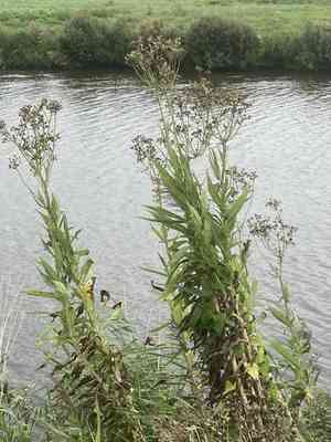 Marsh sow-thistle(Sonchus palustris)