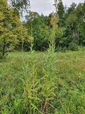 Marsh sow-thistle(Sonchus palustris)