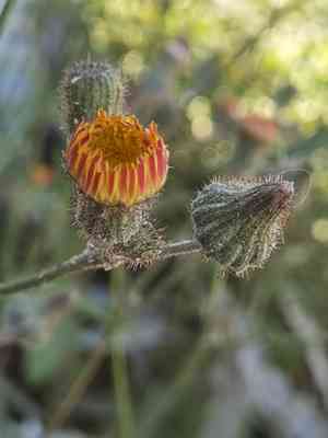 Perennial sowthistle(Sonchus wightianus)