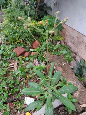 Perennial sowthistle(Sonchus wightianus)