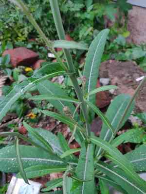 Perennial sowthistle(Sonchus wightianus)