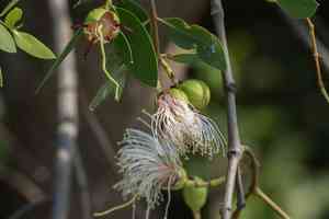 Apple mangrove(Sonneratia caseolaris)
