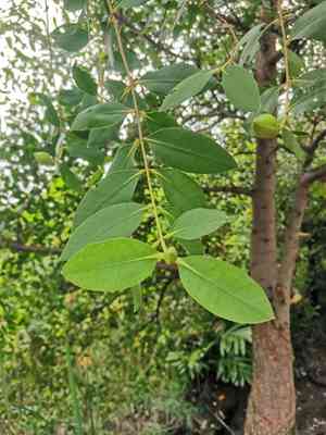 Apple mangrove(Sonneratia caseolaris)