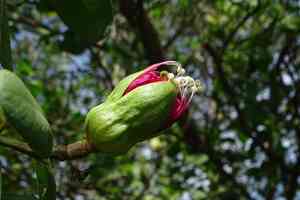 Apple mangrove(Sonneratia caseolaris)