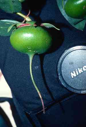 Apple mangrove(Sonneratia caseolaris)