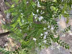 Sophora davidii(Sophora davidii)