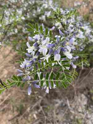 Sophora davidii(Sophora davidii)