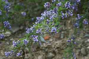 Sophora davidii(Sophora davidii)