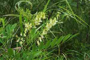 Shrubby sophora(Sophora flavescens)