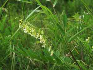 Shrubby sophora(Sophora flavescens)