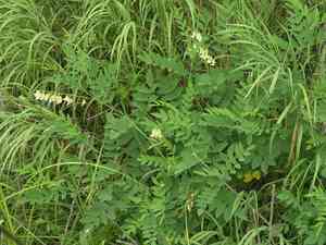 Shrubby sophora(Sophora flavescens)