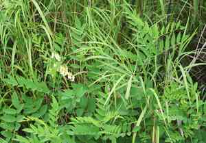 Shrubby sophora(Sophora flavescens)