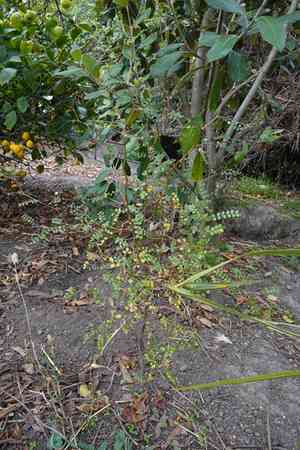 Kōwhai(Sophora microphylla)