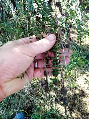 Kōwhai(Sophora microphylla)
