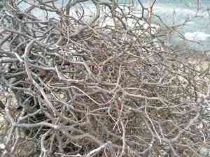 Kōwhai(Sophora microphylla)