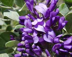 Texas mountain laurel(Sophora secundiflora)